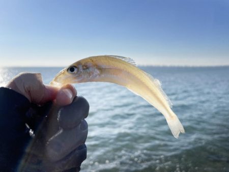 いつまでキスは釣れるかな?ついに落ちギス来るか。